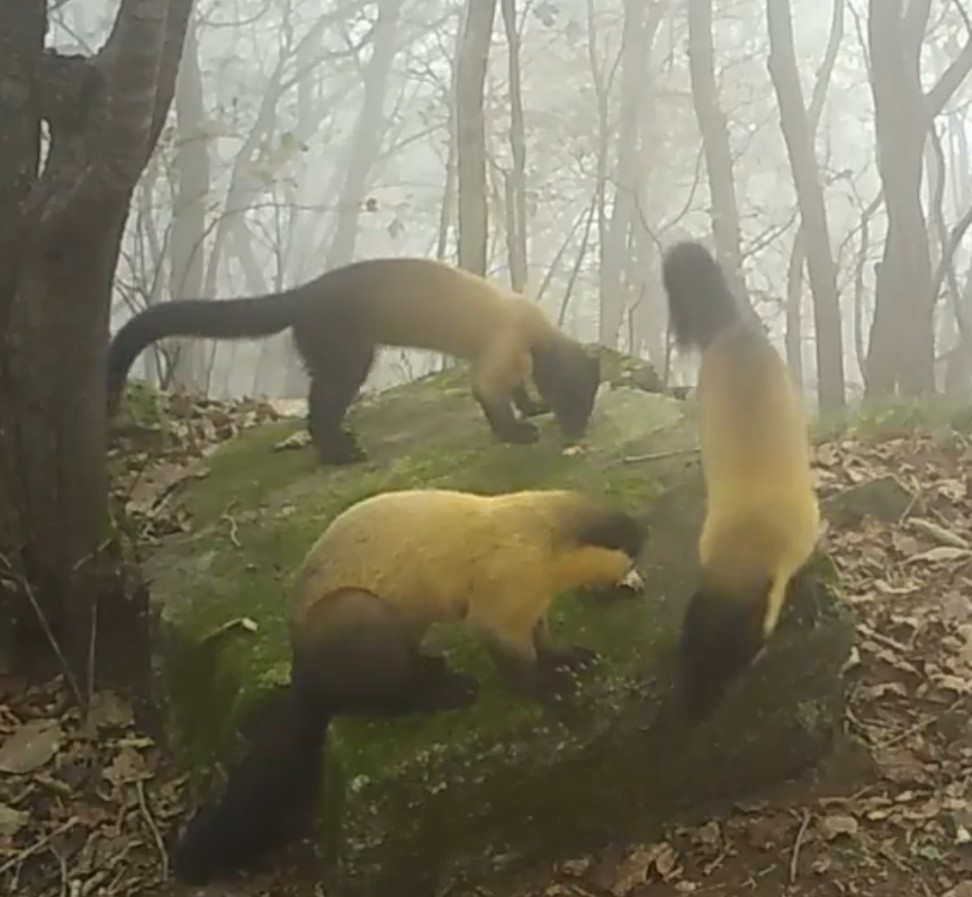 1773896390819_보도사진_방장산 서식 담비 개체군.jpg